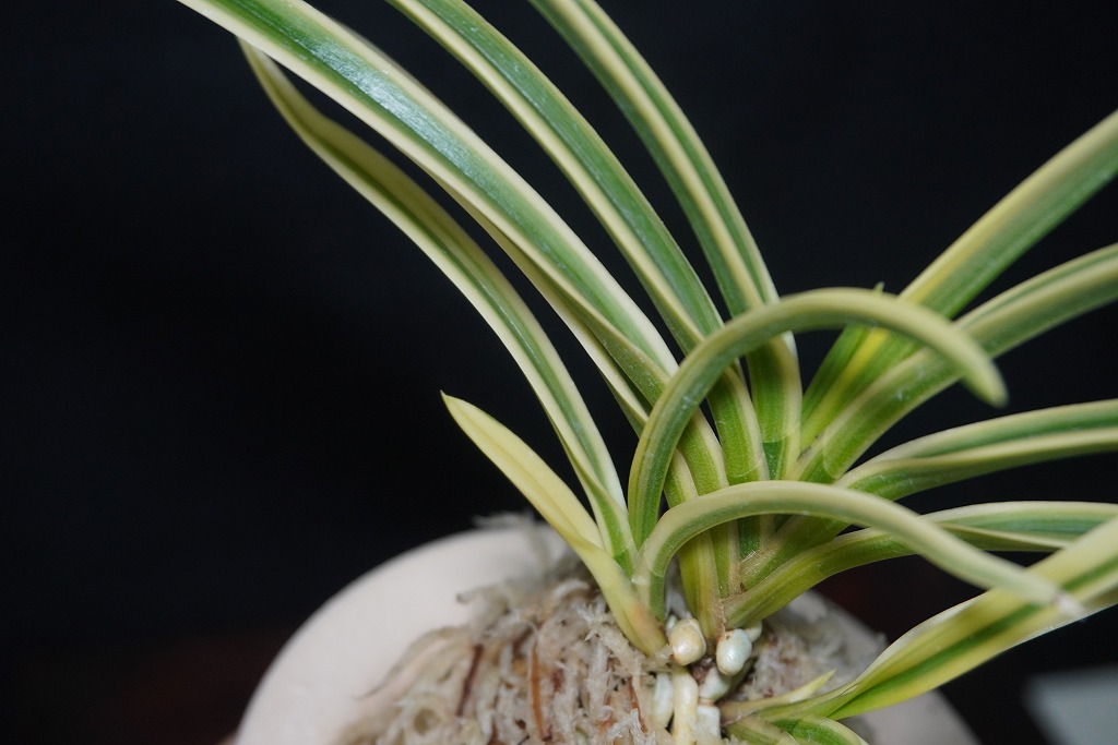 富貴蘭「天仙」 | 【桜井園芸web shop】 富貴蘭/長生蘭/石斛 通販専門店