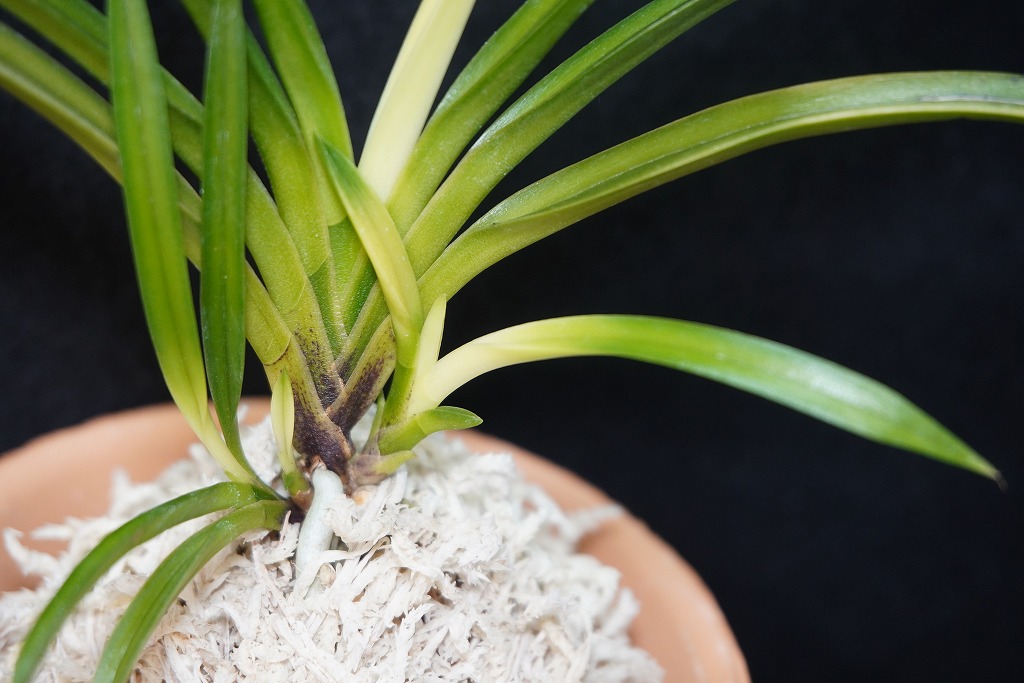 富貴蘭「旭昇」 | 【桜井園芸web shop】 富貴蘭/長生蘭/石斛 通販専門店