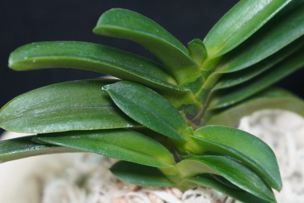 富貴蘭「黒龍」 | 【桜井園芸web shop】 富貴蘭/長生蘭/石斛