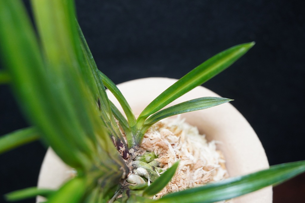 富貴蘭「錦紺冠」 | 【桜井園芸web shop】 富貴蘭/長生蘭/石斛 通販専門店