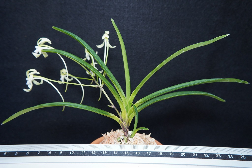 富貴蘭　至楽 至楽 : □ サムライ オーキッド □ 富貴蘭 セレクトショップ MAIL