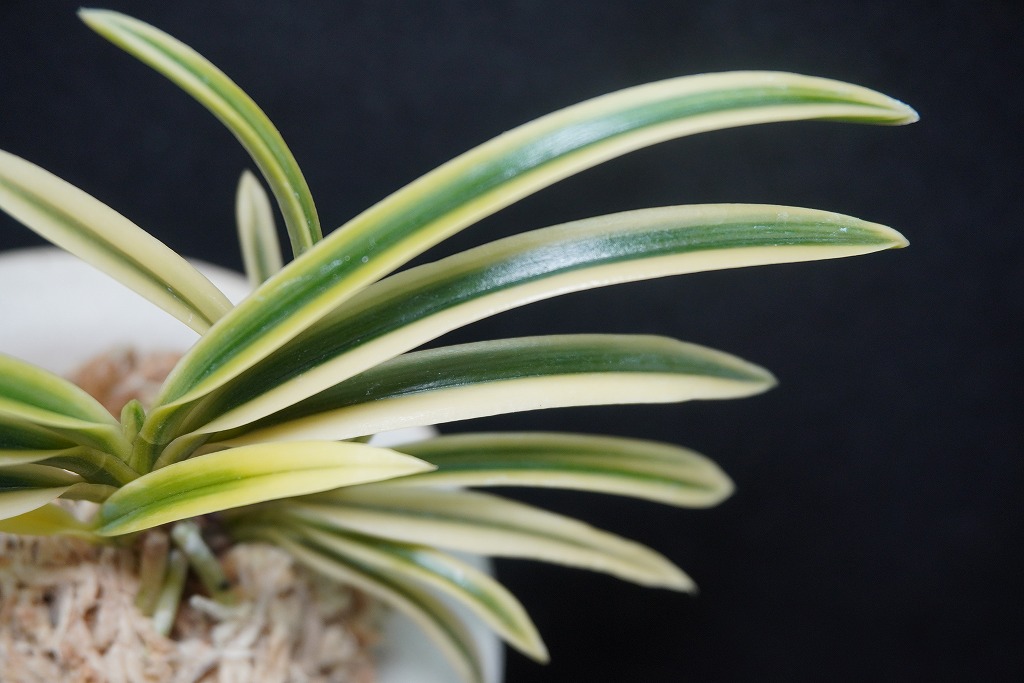 富貴蘭「富貴殿」 | 【桜井園芸web shop】 富貴蘭/長生蘭/石斛