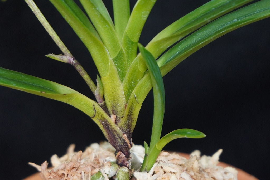 富貴蘭「翡翠」 | 【桜井園芸web shop】 富貴蘭/長生蘭/石斛 通販専門店