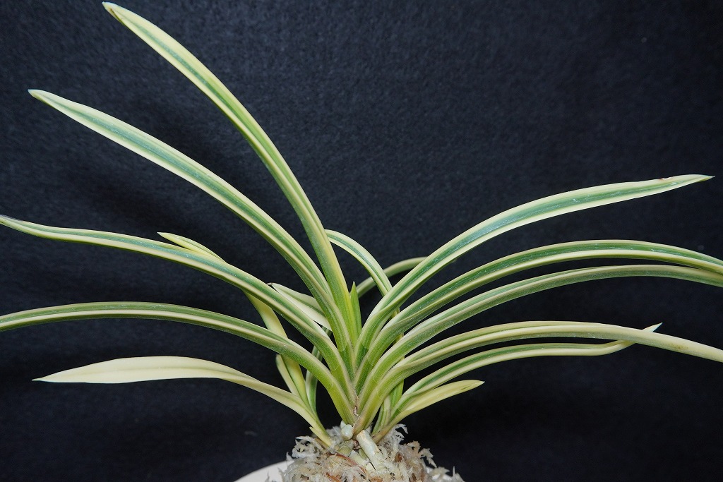 富貴蘭「天仙」 | 【桜井園芸web shop】 富貴蘭/長生蘭/石斛 通販専門店