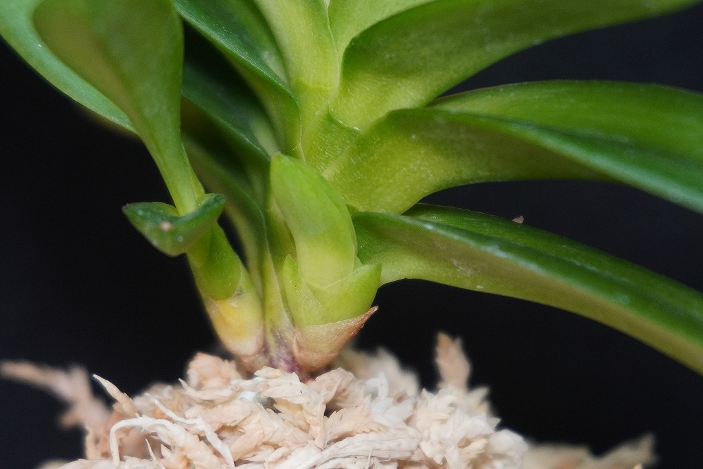 富貴蘭「天玉交配」 | 【桜井園芸web shop】 富貴蘭/長生蘭/石斛 通販