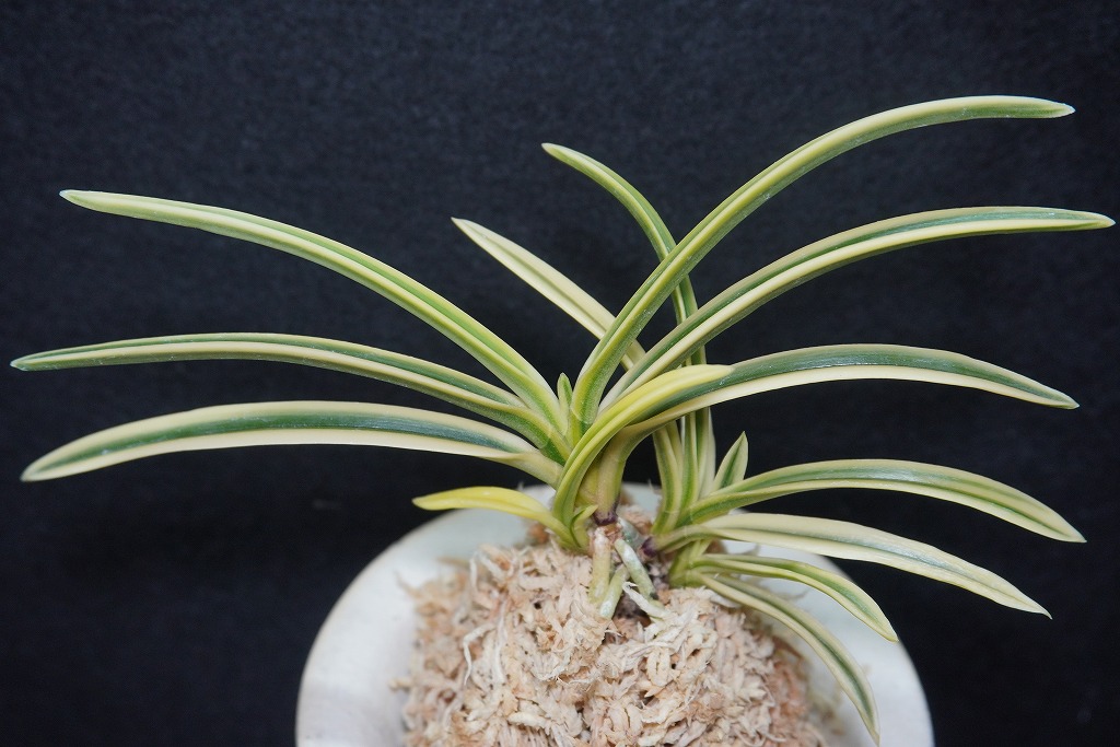 富貴蘭　白翁(長生殿白覆輪) 富貴蘭「富貴殿」 | 【桜井園芸web shop】 富貴蘭/長生蘭/石斛