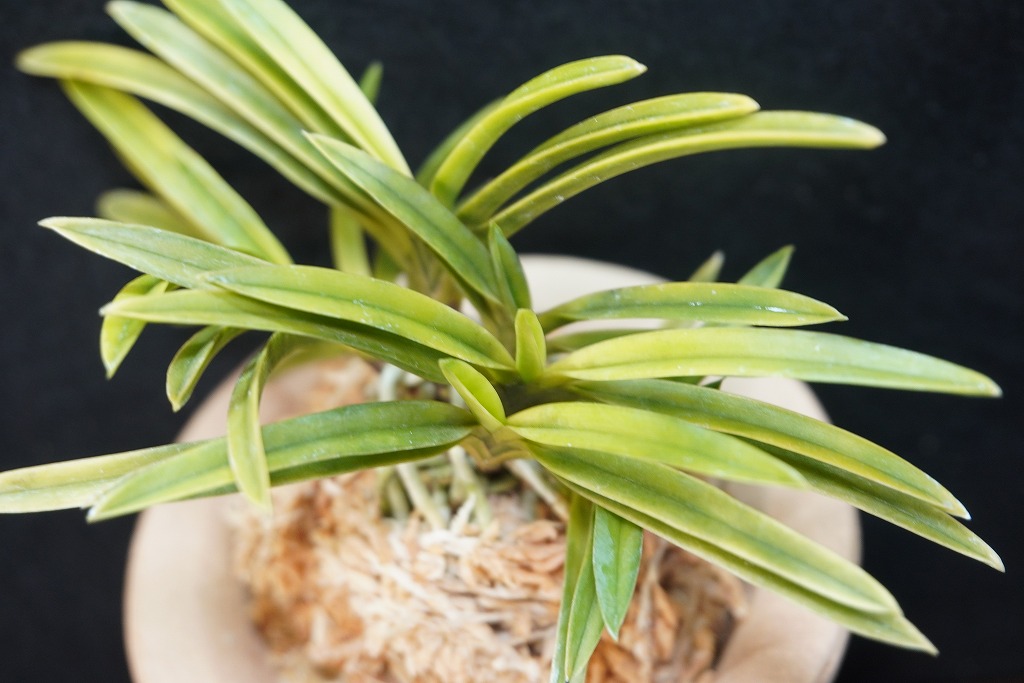 富貴蘭「晃貴殿」 | 【桜井園芸web shop】 富貴蘭/長生蘭/石斛 通販専門店