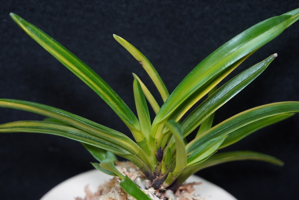 富貴蘭【建国殿縞】⑤〇草園⇒三河安城。