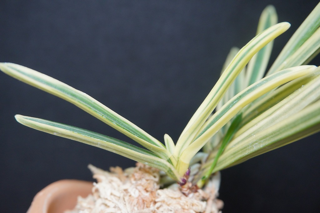 富貴蘭　(仮名)天界 富貴蘭 (仮名)天界 楽天市場】【富貴蘭】銀世界（ぎんせかい）/花 古典植物