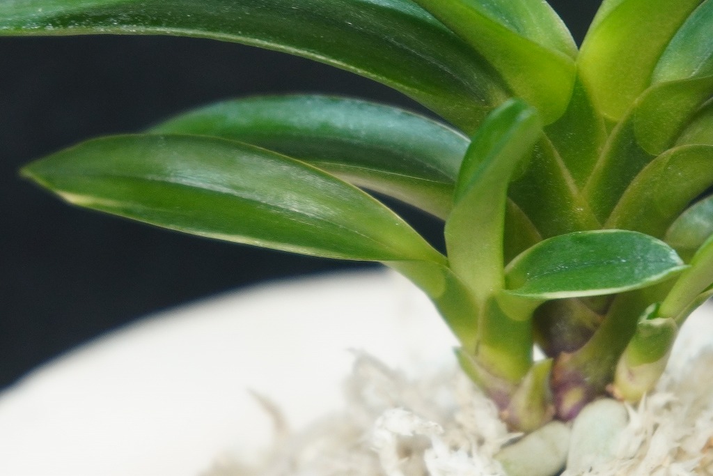 富貴蘭「雫」 | 【桜井園芸web shop】 富貴蘭/長生蘭/石斛 通販専門店