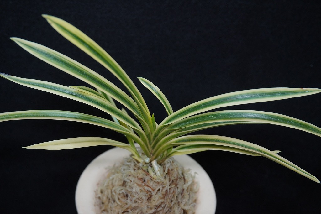 富貴蘭「天仙」 | 【桜井園芸web shop】 富貴蘭/長生蘭/石斛 通販専門店