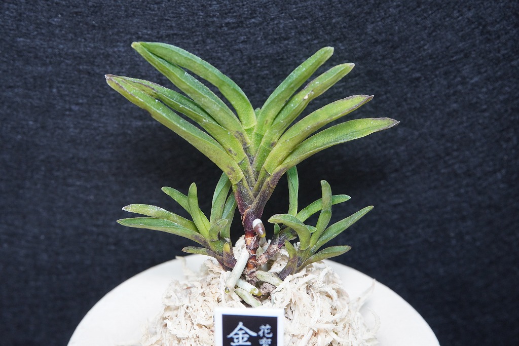 富貴蘭「金銀羅紗」 | 【桜井園芸web shop】 富貴蘭/長生蘭 通販専門店