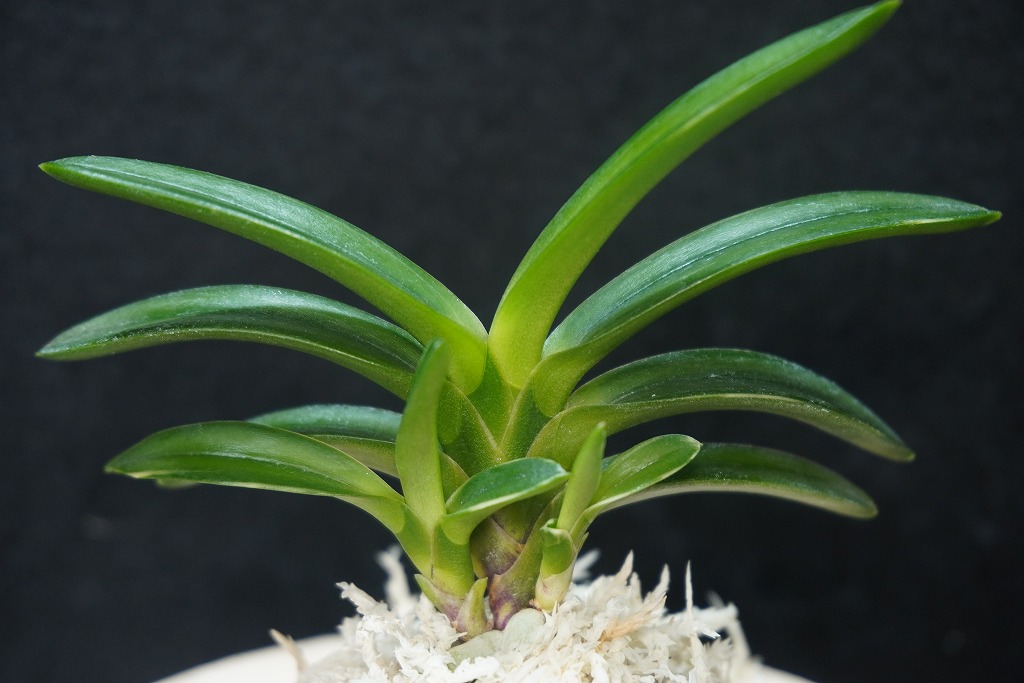 富貴蘭「雫」 | 【桜井園芸web shop】 富貴蘭/長生蘭/石斛 通販専門店