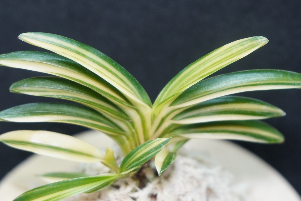 富貴蘭　必見！!雲水寺羆(本芸品) 富貴蘭 必見！!雲水寺羆(本芸品) 楽天市場】【富貴蘭】瑞雲（ずいうん）