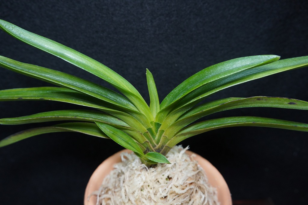 富貴蘭「紺青冠」 | 【桜井園芸web shop】 富貴蘭/長生蘭/石斛 通販専門店