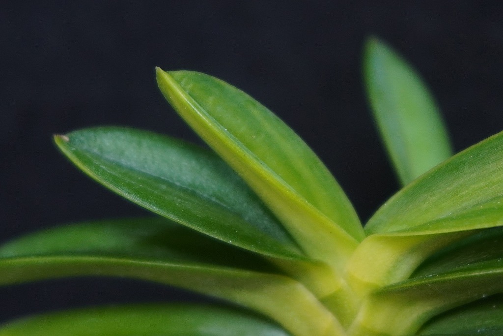 富貴蘭「天玉交配」 | 【桜井園芸web shop】 富貴蘭/長生蘭/石斛 通販 富貴蘭「天玉交配」 | 【桜井園芸web shop】 富貴蘭/長生蘭/石斛 通販