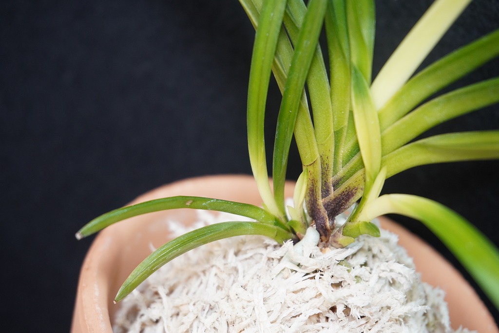 富貴蘭「旭昇」 | 【桜井園芸web shop】 富貴蘭/長生蘭/石斛 通販専門店