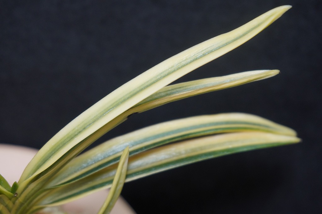 富貴蘭「幽谷覆輪」 | 【桜井園芸web shop】 富貴蘭/長生蘭/石斛