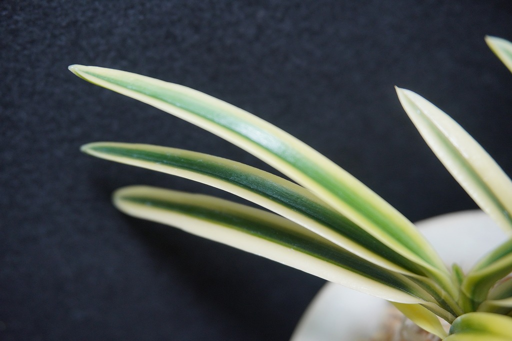 富貴蘭　富貴殿 富貴蘭 種類『富貴殿』（ふうきでん）【現品】品性にはお姫様のような