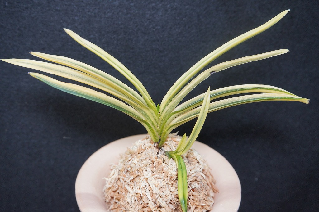 富貴蘭「幽谷覆輪」 | 【桜井園芸web shop】 富貴蘭/長生蘭/石斛