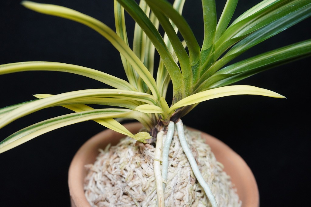 raku】富貴蘭・長生蘭・セッコク『都羽二重〜御旗』