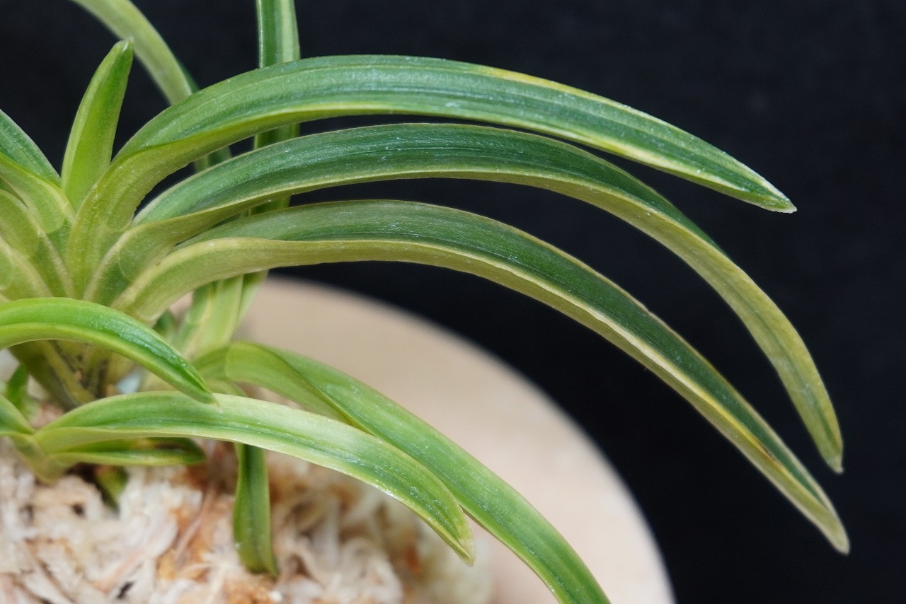 富貴蘭　雪観月 富貴蘭「雪峰冠」 | 【桜井園芸web shop】 富貴蘭/長生蘭/石斛 通販専門店