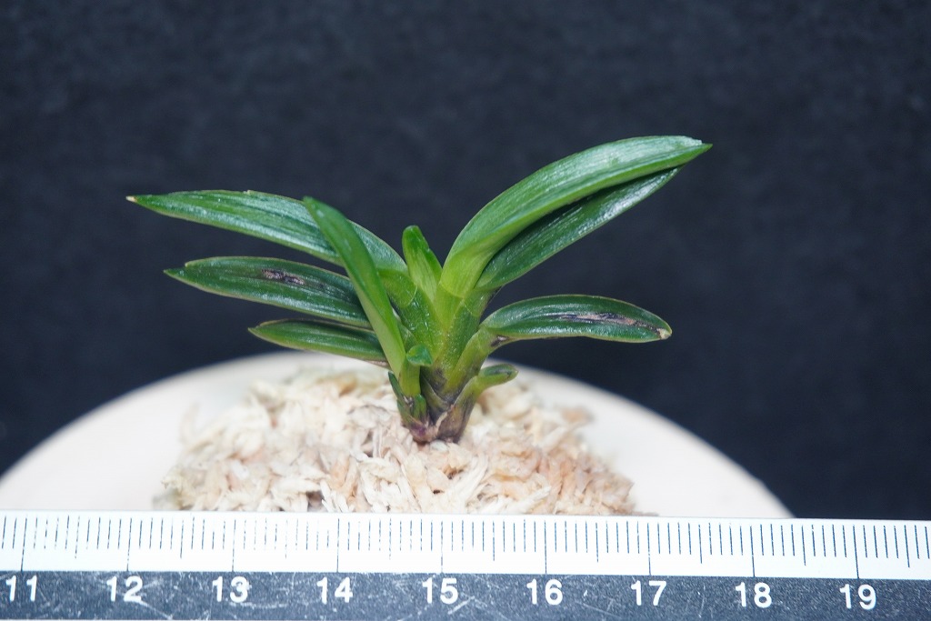 富貴蘭「紫式部白縞」2本立ち 金牡丹白縞③-③ | 富貴蘭の楽しみ方