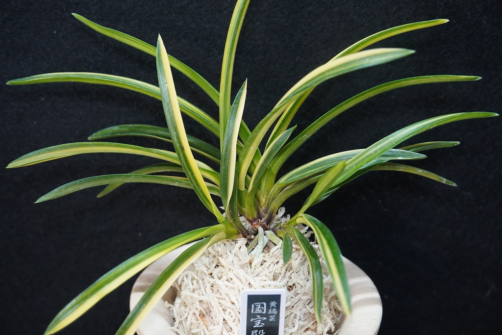 富貴蘭「国宝殿」 | 【桜井園芸web shop】 富貴蘭/長生蘭/石斛 通販専門店