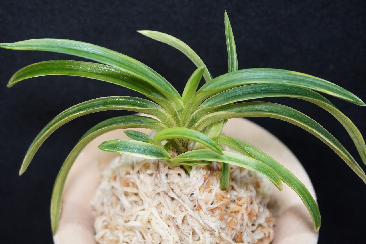 富貴蘭「雪峰冠」 | 【桜井園芸web shop】 富貴蘭/長生蘭/石斛 通販専門店