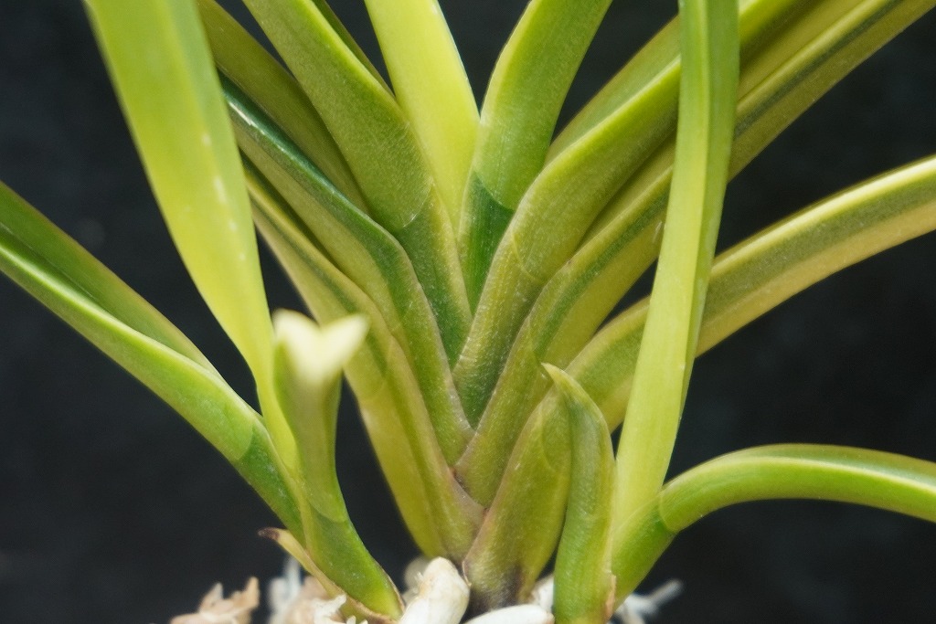 富貴蘭「新月殿」 | 【桜井園芸web shop】 富貴蘭/長生蘭/石斛 通販専門店