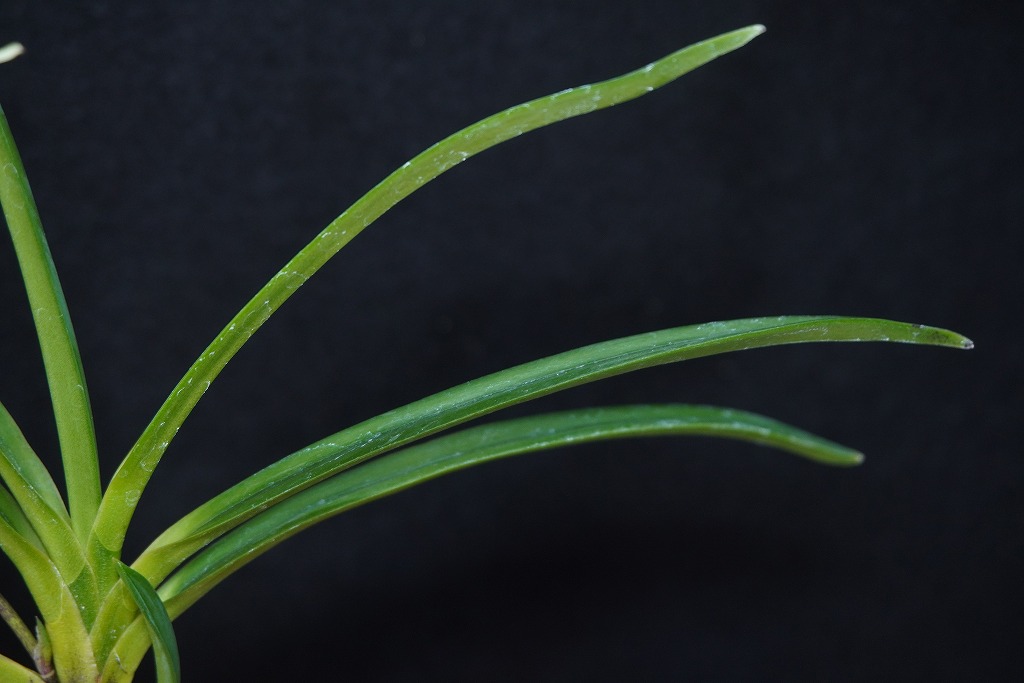 富貴蘭「翡翠」 | 【桜井園芸web shop】 富貴蘭/長生蘭/石斛 通販専門店