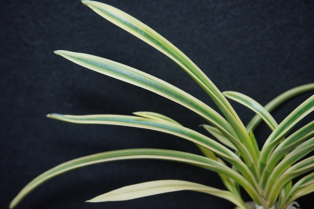 富貴蘭「天仙」 | 【桜井園芸web shop】 富貴蘭/長生蘭/石斛 通販専門店