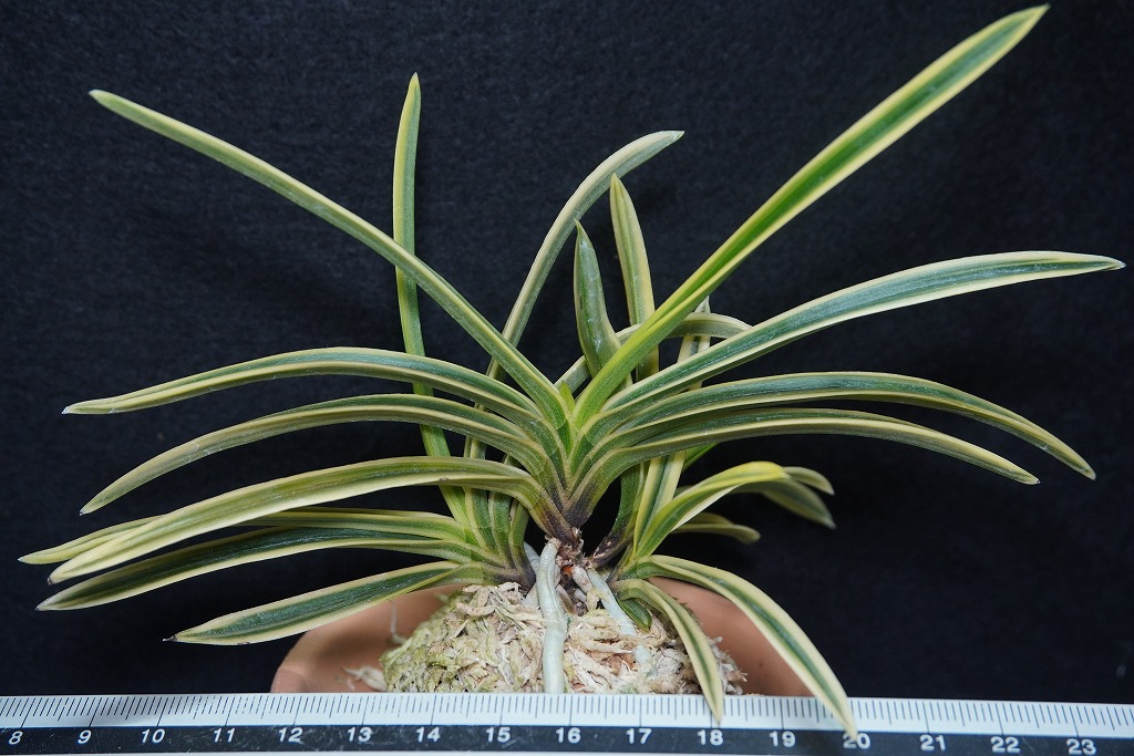 富貴蘭「紫宸殿」 | 【桜井園芸web shop】 富貴蘭/長生蘭/石斛 通販専門店