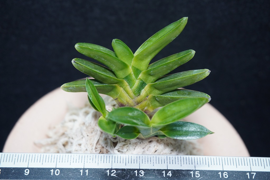 富貴蘭「雷電」 | 【桜井園芸web shop】 富貴蘭/長生蘭/石斛 通販専門店