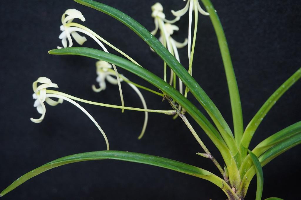 富貴蘭「翡翠」 | 【桜井園芸web shop】 富貴蘭/長生蘭/石斛 通販専門店