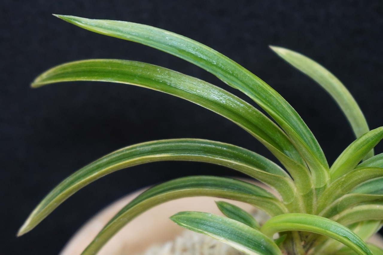 富貴蘭「雪峰冠」 | 【桜井園芸web shop】 富貴蘭/長生蘭/石斛 通販専門店