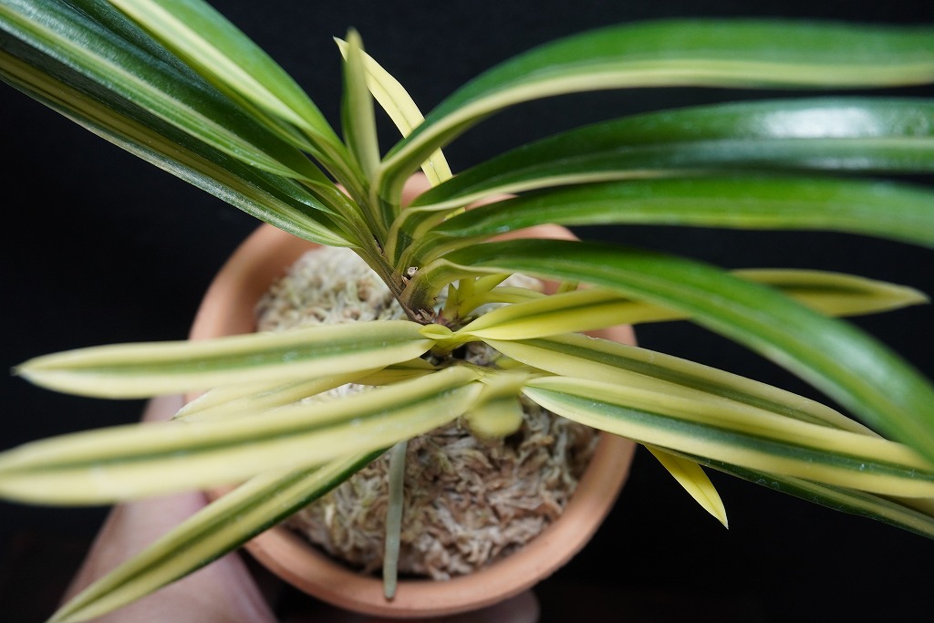 raku】富貴蘭・長生蘭・セッコク『都羽二重〜御旗』