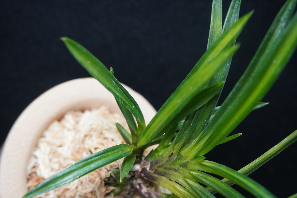 富貴蘭「錦紺冠」 | 【桜井園芸web shop】 富貴蘭/長生蘭/石斛 通販専門店