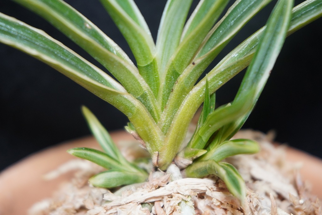 富貴蘭　白露 白露 - 奥深い富貴蘭