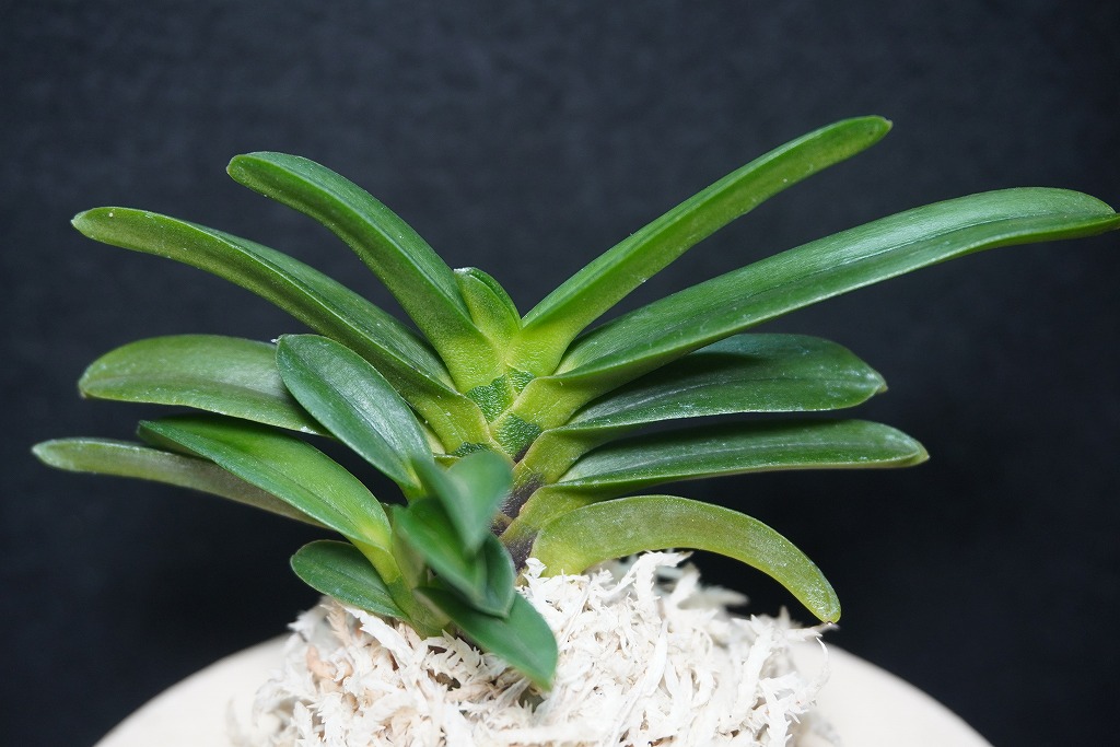 富貴蘭「黒龍」 | 【桜井園芸web shop】 富貴蘭/長生蘭/石斛 通販専門店