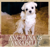 Angelina &amp; Annabelle (Keiko&#039;s Maltese)