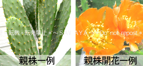 みの様確認用です！大型宝剣！宜しくお願い致します！ オオガタホウケン（大型宝剣） (ケア, 特徴, 花, 画像)