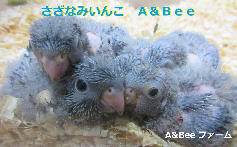 あみぐるみ ストラップ アキクサインコ さざなみいんこ - ファッション雑貨