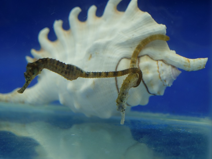 タスマニアンポニー（Mサイズ）単 | タツノオトシゴ養殖のシーホース