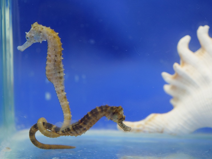  Sienna Seahorse タツノオトシゴ　Mサイズ タスマニアンポニー（Mサイズ）単 | タツノオトシゴ養殖のシーホース