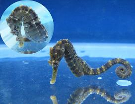 Sienna Seahorse タツノオトシゴ Mサイズ 正規品】 Jellycat Sienna