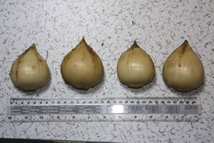 アリウム ギガンチューム 特大球根4個セット | 錫杖（しゃくじょう）