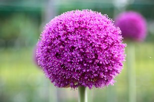 ギガンチューム球根 40個 園芸ネット本店｜アリウム：ギガンチューム