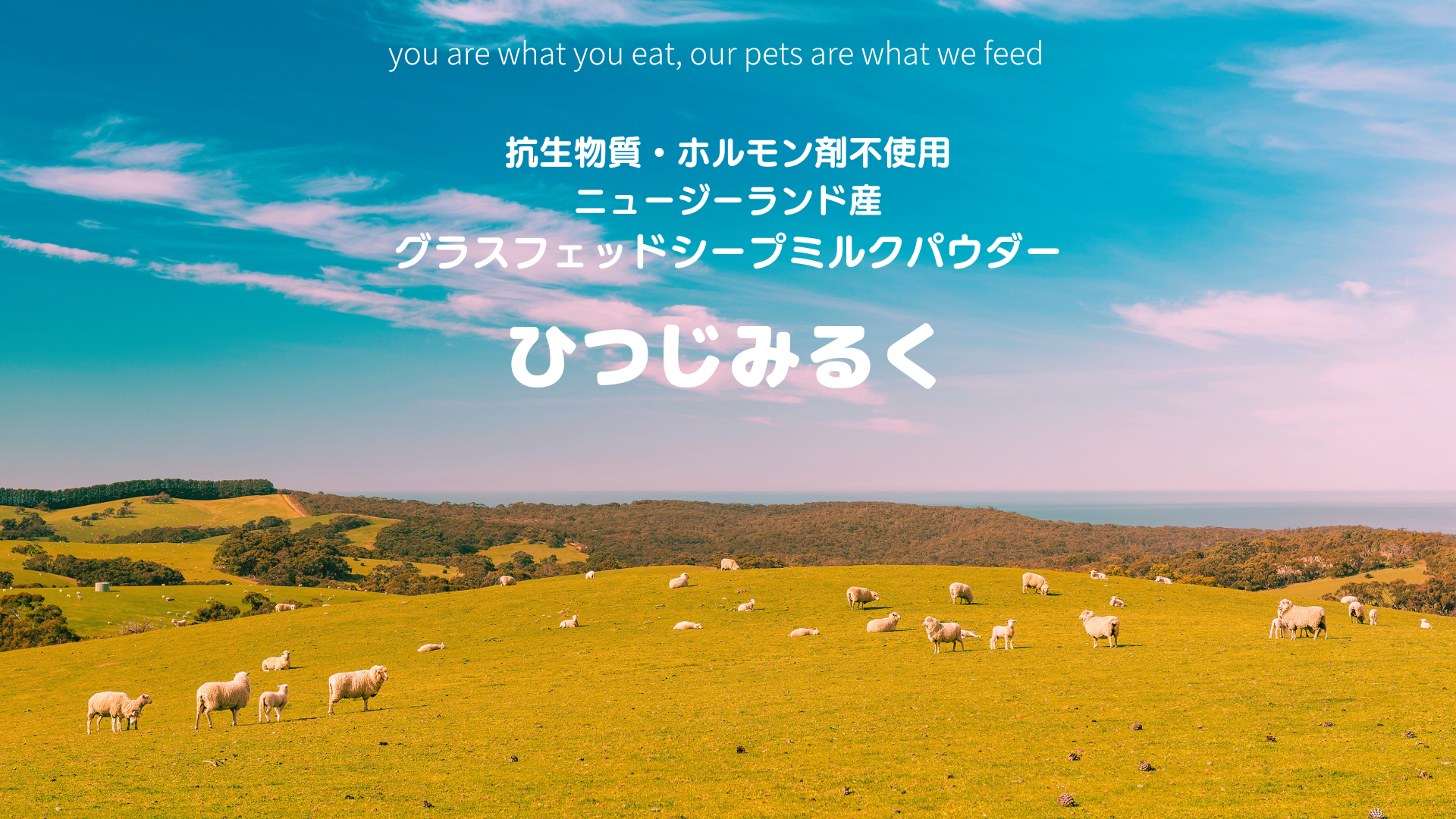 【新品・未使用】ひつじさん７匹とバタフライ　フランス　フェーヴ　送料込み えっくすきゅーと ひだまりのどうぶつたち♪もこもこうさぎさん