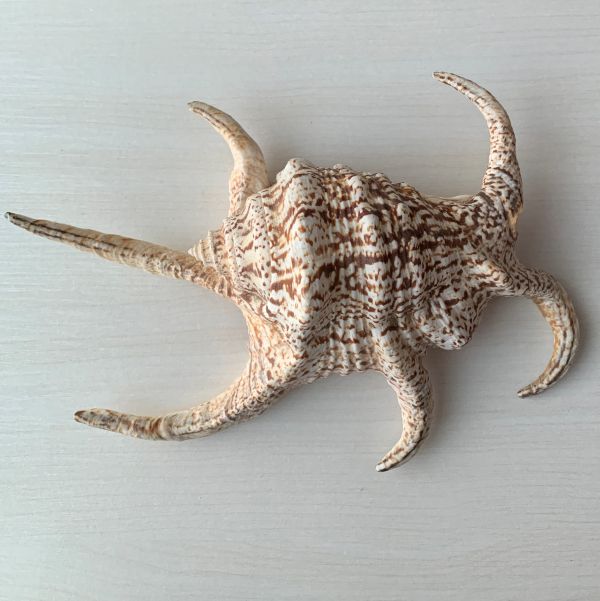 スイジガイ（L）☆魔除け☆現品のみ | 天然貝パーツ 有限会社シェル